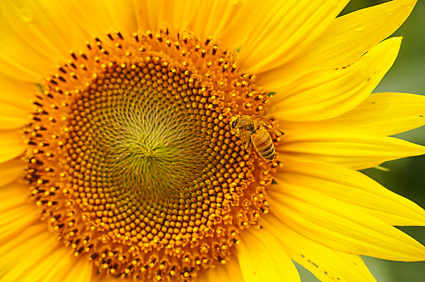 포토 JPG 주간 꽃 한송이 꽃백그라운드 자연 해바라기 근접촬영 사람없음 야외 노란색 꿀벌 국내포토 자연요소 식물 1 뷰포인트 컬러 백그라운드 벌_곤충 생태계 송이 파일형식