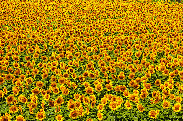 포토 JPG 주간 꽃 여러송이 백그라운드 꽃밭 자연 해바라기 풍경 사람없음 야외 노란색 국내포토 자연요소 식물 컬러 다수 생태계 파일형식