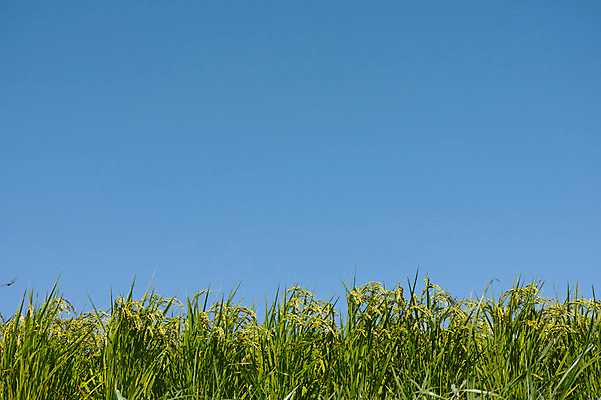 포토 JPG 주간 자연 하늘 논 풍경 사람없음 야외 농경지 벼 국내포토 자연요소 농업 곡류 농장 생태계 파일형식