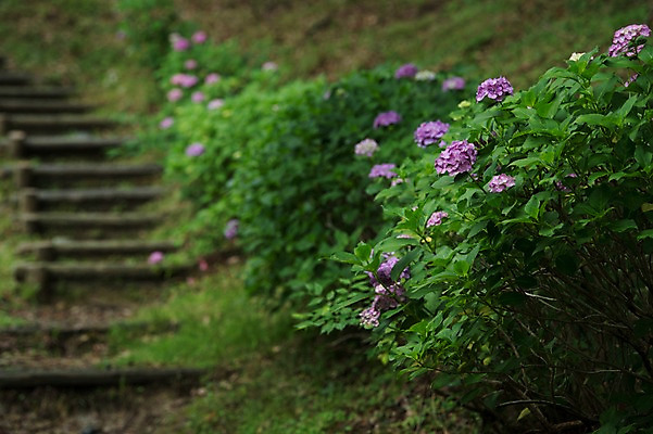 포토 JPG 주간 꽃 자연 풍경 사람없음 야외 아웃포커스 계단 국내포토 자연요소 식물 촬영기법 생태계 파일형식