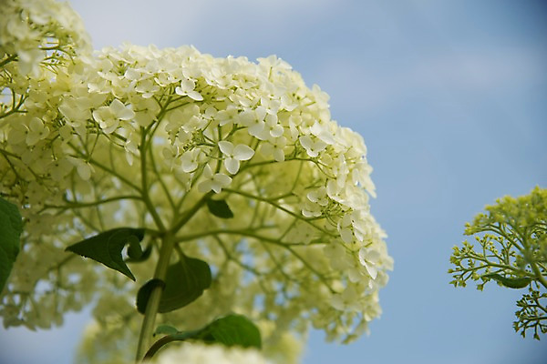 포토 JPG 주간 자연 하늘 풍경 사람없음 야외 아웃포커스 수국 국내포토 자연요소 꽃 촬영기법 생태계 파일형식