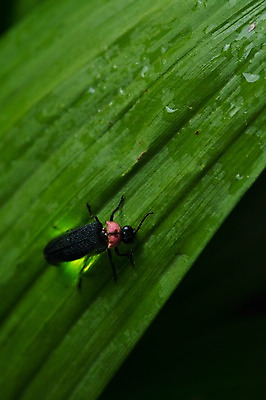 포토 JPG 주간 한마리 자연 풍경 근접촬영 사람없음 야외 아웃포커스 풀잎 반딧불이 국내포토 자연요소 1 뷰포인트 곤충 잎 촬영기법 풀_식물 생태계 파일형식