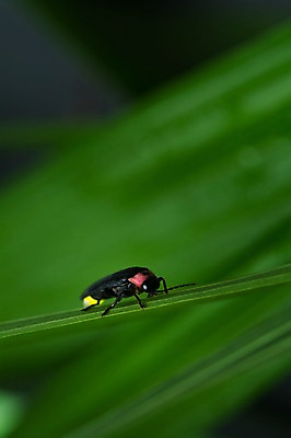 포토 JPG 주간 한마리 자연 풍경 근접촬영 사람없음 야외 아웃포커스 풀잎 반딧불이 국내포토 자연요소 1 뷰포인트 곤충 잎 촬영기법 풀_식물 생태계 파일형식