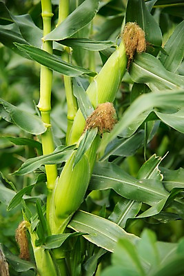 포토 JPG 주간 자연 옥수수 풍경 사람없음 야외 농작물 옥수수밭 국내포토 자연요소 밭 농업 곡류 생태계 파일형식