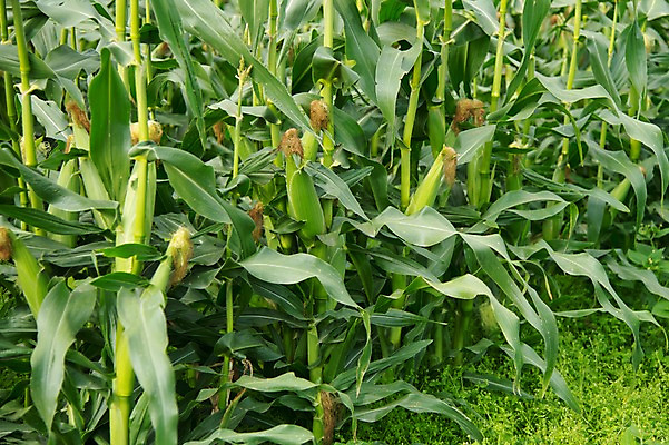 포토 JPG 주간 자연 옥수수 풍경 사람없음 야외 농작물 옥수수밭 국내포토 자연요소 밭 농업 곡류 생태계 파일형식