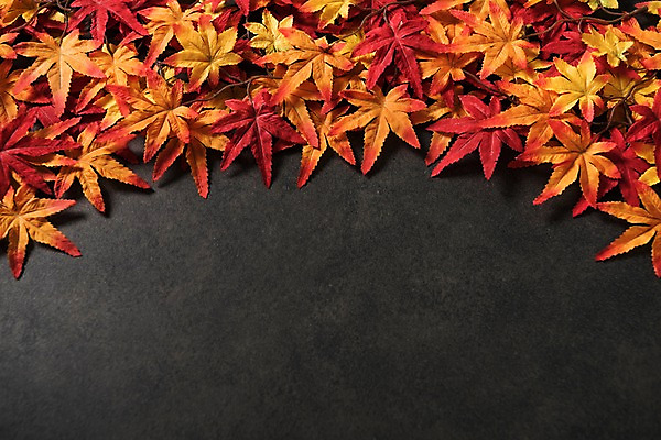 포토 JPG 스튜디오촬영 단풍 사진 프레임 실내 사람없음 가을 국내포토 계절 잎 내부 파일형식