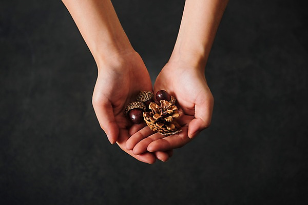 포토 JPG 스튜디오촬영 손 사진 실내 들기 신체부위 가을 도토리 솔방울 국내포토 계절 모션 사람 내부 견과류 파일형식