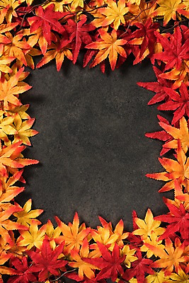 포토 JPG 스튜디오촬영 단풍 사진 프레임 실내 사람없음 가을 국내포토 계절 잎 내부 파일형식