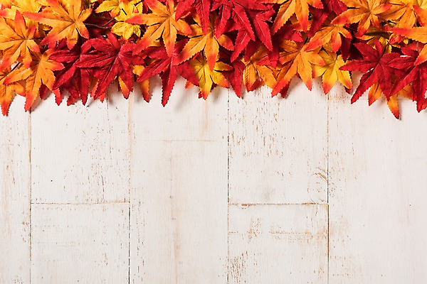 포토 JPG 스튜디오촬영 단풍 사진 프레임 실내 사람없음 목재 나뭇결 가을 마루 나무배경 국내포토 나무 계절 백그라운드 잎 재료 바닥 내부 파일형식