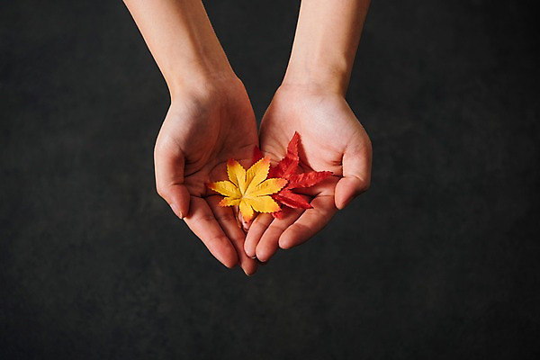 포토 JPG 스튜디오촬영 손 단풍 사진 실내 신체부위 가을 국내포토 계절 잎 사람 내부 파일형식