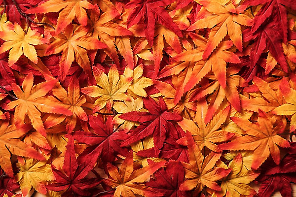 포토 JPG 스튜디오촬영 단풍 낙엽 잎 사진 나뭇잎 실내 사람없음 가을 국내포토 식물 계절 내부 파일형식