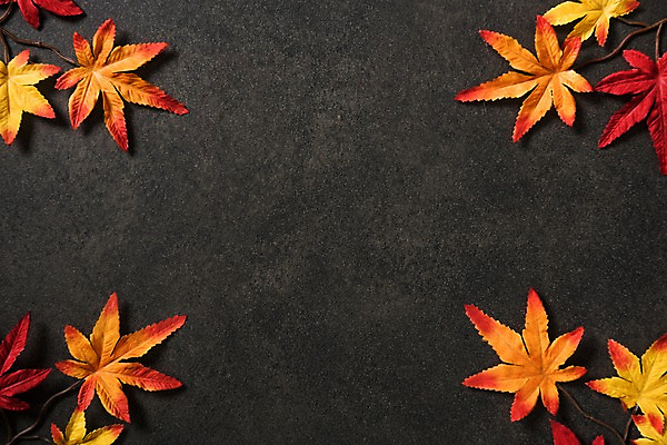 포토 JPG 스튜디오촬영 단풍 사진 프레임 실내 사람없음 가을 국내포토 계절 잎 내부 파일형식