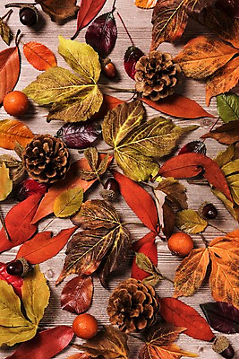 포토 JPG 스튜디오촬영 낙엽 잎 사진 나뭇잎 실내 사람없음 목재 가을 마루 도토리 솔방울 나무배경 국내포토 나무 식물 계절 백그라운드 재료 바닥 내부 견과류 파일형식