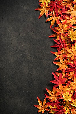 포토 JPG 스튜디오촬영 단풍 낙엽 사진 프레임 실내 사람없음 가을 국내포토 계절 잎 내부 파일형식