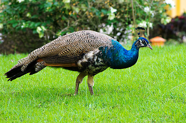 포토 JPG 해외이미지 동물 남자 야생동물 백그라운드 패턴 자연 조류 기술 사람없음 가로 초록색 파란색 컬러풀 머리 활발 우아함 공작 전시회 깃털 꼬리 부리 목 보여주기 꿩 수탉 멀티 웅장함 터키석 해외202004 해외포토 컬러 컨셉 무늬 모션 사람 신체부위 전시 닭 보석 수컷 생태계 파일형식 이미지허브
