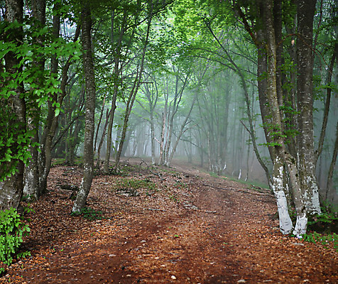 포토 JPG 해외이미지 나무 식물 계절 공원 도로 길 여행 잎 자연 풍경 사람없음 목재 초록색 빛 컬러풀 봄 젖음 안개 나뭇가지 신선 숲 오솔길 5월 언덕 마법 뿌연 삼림지대 해외202004 해외포토 공공시설 컬러 재료 교통시설 날씨 날짜 생태계 파일형식 이미지허브