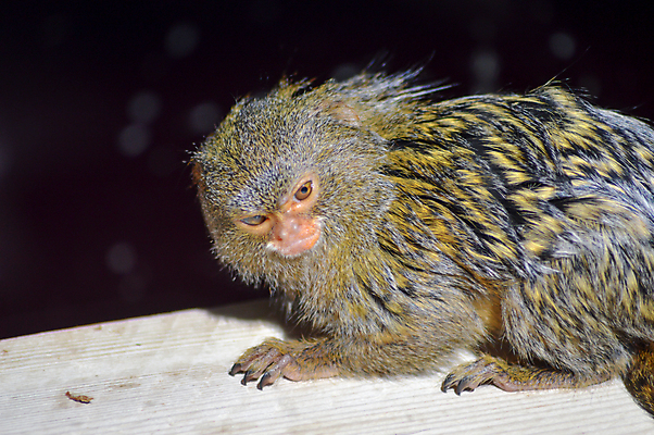 포토 JPG 해외이미지 나무 동물 응시 남자 행복 얼굴 야생동물 어린이 백그라운드 포유류 가족 아프리카 자연 엄마 털 동물원 종류 앉기 사람없음 초록색 검은색 흰색 원숭이 표현 아기 숲 작음 큼 열대우림 사파리 멸종 유인원 고릴라 침팬지 고립 해외202004 해외포토 식물 시선 감정 나라 컬러 관계 모션 사람 신체부위 크기 생태계 파일형식 이미지허브