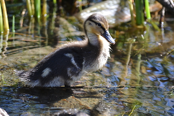 포토 JPG 해외이미지 오리 사람없음 여름 해외202004 해외포토 계절 조류 파일형식 이미지허브
