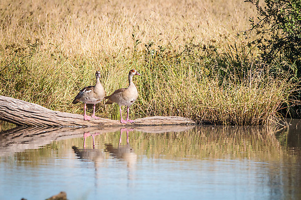포토 JPG 해외이미지 식물 동물 공원 야생동물 여행 아프리카 자연 조류 오리 안테나 이집트 사람없음 야외 물 컬러풀 운전 게임 보호 사파리 생물학 거위 물새 철새 내추럴 남아프리카 동물상 보츠와나 생태학 전국 해외202004 해외포토 자연요소 공공시설 교육 나라 컬러 컨셉 통신 모션 놀이 조형물 생태계 파일형식 이미지허브