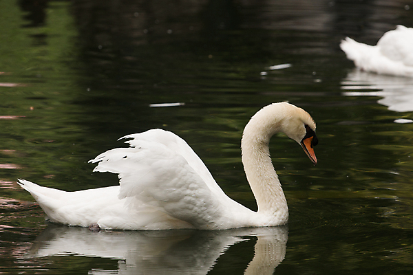 포토 JPG 해외이미지 주간 호수 두마리 사람없음 야외 백조 해외202004 해외포토 자연요소 2 조류 파일형식 이미지허브