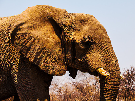 포토 JPG 해외이미지 동물 1 계절 공원 야생동물 여행 신체 포유류 모션 아프리카 자연 초식동물 코끼리 건조 성인 사람없음 야외 옆모습 힘 산책 회색 게임 뜨거움 큼 사파리 피부 질감 귀 진흙 상아 남쪽 보츠와나 사바나 생태학 웅장함 전국 해외202004 해외포토 공공시설 교육 나라 뷰포인트 컬러 놀이 휴식 사람 신체부위 크기 방향 생태계 파일형식 이미지허브