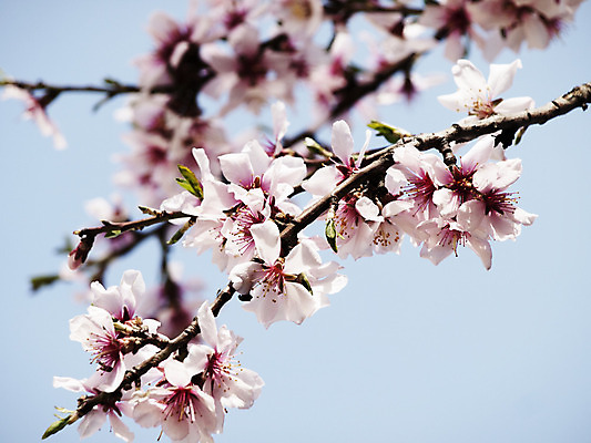 포토 JPG 해외이미지 나무 식물 꽃 꽃무늬 자연 추상 사람없음 봄 벚꽃 나뭇가지 신선 개화 체리 4월 순수 원예 해외202004 해외포토 계절 컨셉 무늬 과일 취미 날짜 생태계 파일형식 이미지허브