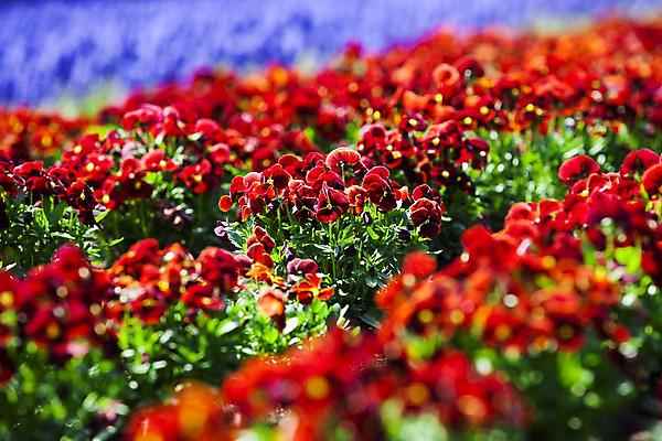 포토 JPG 해외이미지 식물 구름 계절 꽃 줄기 백그라운드 잎 꽃무늬 밭 자연 벽지 하늘 추상 프레임 풍경 사람없음 야외 장식 빨간색 초록색 여름 햇빛 태양 농장 정원 맑음 보라색 봄 벚꽃 광선 시골 싱글 양귀비 내추럴 해외202004 해외포토 자연요소 컬러 무늬 농업 날씨 생태계 파일형식 이미지허브