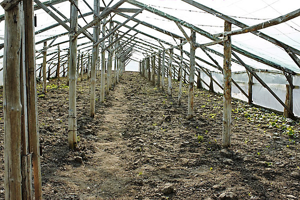 포토 JPG 해외이미지 식물 디자인 계절 겨울 농업 과일 자연 프레임 골격 실내 사람없음 목재 가로 초록색 햇빛 농장 갈색 환경 흙 봄 성장 시골 투명 보호 플라스틱 땅 필름 먼지 돌봄 땅바닥 밭일 신발장 심기 옛날 온실 줄서기 소멸 세련 해외202004 해외포토 나무 산업 컬러 컨셉 재료 모션 재질 바닥 내부 태양 생태계 파일형식 이미지허브