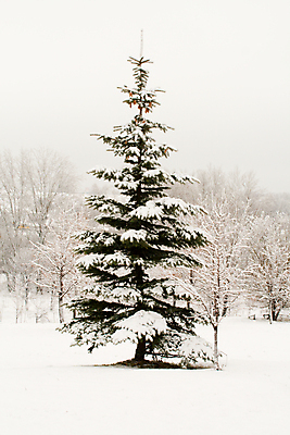 포토 JPG 해외이미지 나무 계절 겨울 자연 풍경 사람없음 야외 크리스마스트리 냉동 얼음 침묵 추위 덮개 흰색 나뭇가지 고독 숲 시원함 12월 크리스탈 북극 서리 상록수 침엽수 솜털 전나무 눈보라 해외202004 해외포토 자연요소 식물 감정 컬러 크리스마스 눈_날씨 소리 뚜껑 날짜 광석 극지방 생태계 파일형식 이미지허브