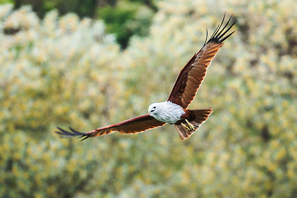 포토 JPG 해외이미지 동물 아시아 호수 야생동물 날개 청소년 자연 조류 낚시 어류 사람없음 초록색 물 여름 강 갈색 힘 자유 잡기 공격 먹기 연 속도 사냥 독수리 육식동물 사냥꾼 말레이시아 때리기 무료 민물 집게발 해외202004 해외포토 자연요소 직업 계절 나라 컬러 컨셉 모션 레저 사람 놀이용품 수중동물 생태계 파일형식 이미지허브