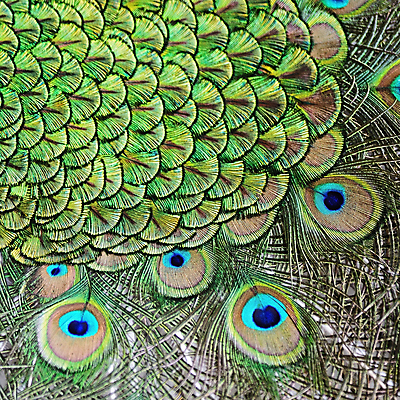 포토 JPG 해외이미지 동물 디자인 남자 야생동물 백그라운드 패턴 자연 조류 추상 사람없음 장식 초록색 파란색 컬러풀 활발 우아함 공작 깃털 묘사 질감 꼬리 내추럴 해외202004 해외포토 컬러 컨셉 무늬 사람 생태계 파일형식 이미지허브