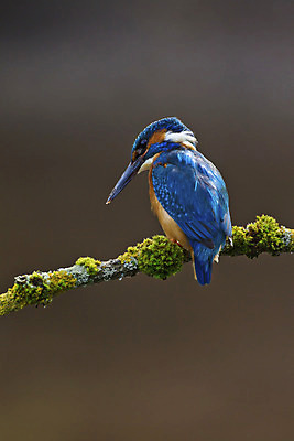 포토 JPG 해외이미지 동물 1 남자 유럽 야생동물 자연 조류 낚시 영국 이끼 앉기 성인 사람없음 야외 세로 파란색 봄 나뭇가지 막대기 5월 깃털 싱글 부리 계산서 내추럴 물총새 해외202004 해외포토 나무 계절 나라 컬러 모션 레저 사람 날짜 생태계 파일형식 이미지허브