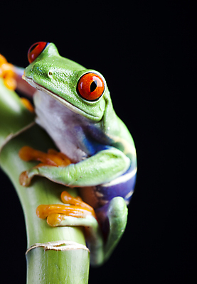 포토 JPG 해외이미지 한마리 야생동물 검은배경 실내 매달리기 양서류 사람없음 청개구리 잎줄기 해외202004 해외포토 동물 1 줄기 백그라운드 모션 개구리 내부 검은색 파일형식 이미지허브