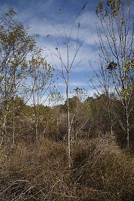 포토 JPG 해외이미지 나무 식물 계절 여행 백그라운드 잎 겨울 밭 아침 따뜻함 풍경 사람없음 야외 세로 초록색 여름 평화 침묵 봄 산책 캠핑 하이킹 성장 나뭇가지 시골 신선 소나무 숲 신비 공상 내추럴 삼림지대 옛날 전국 가문비나무 해외202004 해외포토 주간 컬러 컨셉 농업 레저 휴식 소리 파일형식 이미지허브
