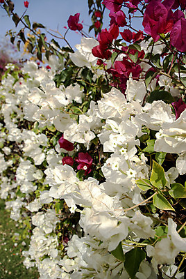 포토 JPG 해외이미지 식물 계절 꽃잎 꽃 줄기 분홍색 꽃다발 백그라운드 잎 꽃무늬 패턴 자연 부활절 사람없음 장식 빨간색 초록색 노란색 머리 보라색 화환 봄 성장 벚꽃 흰색 시골 개화 다발 고립 깊이 프리뮬러 해외202004 해외포토 기념일 컬러 무늬 신체부위 생태계 파일형식 이미지허브