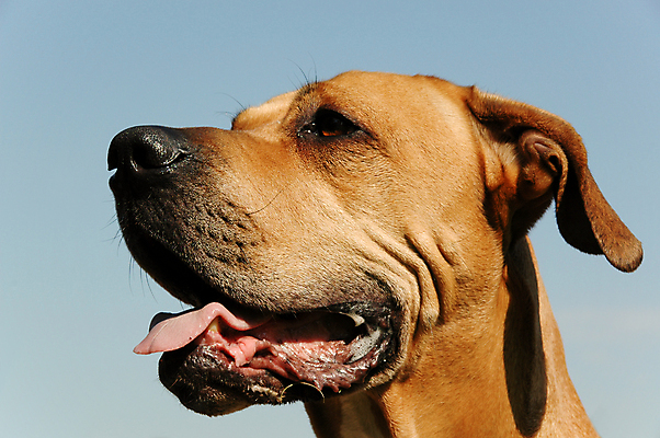 포토 JPG 해외이미지 동물 응시 얼굴 새끼 장난 가족 놀이 휴식 털 앉기 사람없음 야외 반려동물 가축 표현 점 개 달콤 강아지 모피 동료 코 귀 부드러움 기르기 동반자 천진난만 충실 해외202004 해외포토 시선 컨셉 포유류 관계 모션 신체부위 감각 맛 돌봄 파일형식 이미지허브
