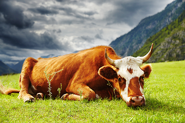 포토 JPG 해외이미지 주간 엎드리기 휴식 풍경 사람없음 야외 농경지 가축 목장 시골 소 산악지대 해외202004 해외포토 자연요소 동물 컨셉 포유류 모션 산 농장 파일형식 이미지허브