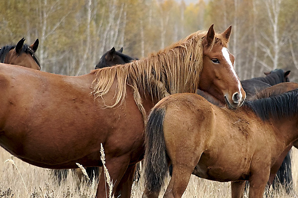 포토 JPG 해외이미지 나무 동물 백그라운드 밭 장난 포유류 모션 자연 건조 이야기 풍경 사람없음 울타리 농장 갈색 회색 자유 안개 가을 시골 만 그룹 승마 떨어짐 군중 먹이 방목 속도 장면 밀짚 기르기 무료 해외202004 해외포토 식물 계절 스포츠 컬러 컨셉 농업 날씨 사람 담장 짚 축산업 생태계 돌봄 파일형식 이미지허브