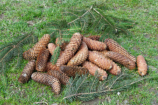 포토 JPG 해외이미지 나무 계절 크리스마스 겨울 자연 휴가 씨앗 사람없음 장식 가로 초록색 갈색 나뭇가지 소나무 12월 연도 상록수 침엽수 전나무 원뿔 삼나무 가문비나무 해외202004 해외포토 도형 식물 기념일 컬러 날짜 생태계 파일형식 이미지허브