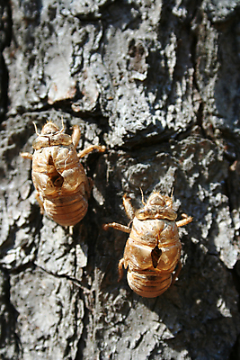 포토 JPG 해외이미지 나무 동물 야생동물 곤충 절지류 날개 생물 그림자 사람없음 여름 갈색 해충 벌레 숲 묘사 메뚜기 동물상 해외202004 해외포토 식물 계절 컬러 조형물 파일형식 이미지허브