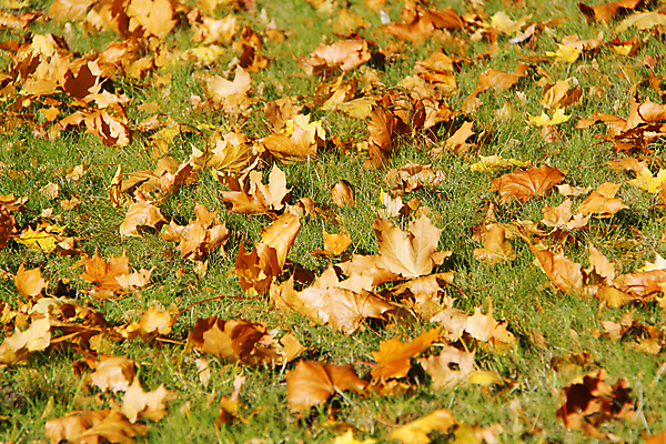 포토 JPG 해외이미지 나무 식물 계절 공원 백그라운드 단풍 잎 패턴 밭 오렌지 자연 따뜻함 잔디 사람없음 야외 장식 초록색 컬러풀 햇빛 노란색 환경 활발 덮개 가을 시골 변화 떨어짐 숲 11월 장면 10월 땅바닥 해외202004 해외포토 공공시설 컬러 컨셉 무늬 농업 과일 바닥 태양 뚜껑 날짜 생태계 파일형식 이미지허브