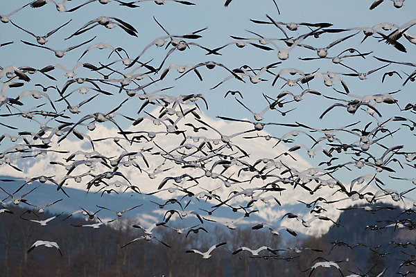 포토 JPG 해외이미지 야생동물 조류 산 풍경 사람없음 서식지 철새 워싱턴 해외202004 해외포토 동물 미국 파일형식 이미지허브