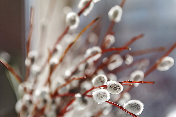포토 JPG 해외이미지 나무 식물 계절 꽃 꽃다발 백그라운드 자연 휴가 부활절 이벤트 사람없음 목재 장식 빛 햇빛 갈색 우주 환경 고양이 봄 회색 수확 성장 흰색 나뭇가지 인사 신선 신용카드 개화 신장 닫기 4월 버드나무 심볼 순수 복고 부드러움 솜털 내추럴 소셜네트워크 옛날 처음 효과 해외202004 해외포토 기념일 컬러 컨셉 농업 재료 포유류 모션 금융 반려동물 태양 예절 감각 날짜 비뇨기관 생태계 파일형식 이미지허브