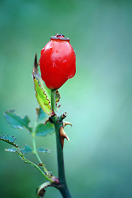 포토 JPG 해외이미지 전통 열매 음식 백그라운드 크리스마스 과일 재료 자연 유리 건강 요리 사람없음 빨간색 가을 흰색 신선 사발 닫기 달콤 묘사 유기농 성분 추수감사절 내추럴 고립 숙성 크랜베리 많음 해외202004 해외포토 식물 웰빙 계절 기념일 기독교 컬러 컨셉 모션 재질 사기그릇 맛 생태계 파일형식 이미지허브