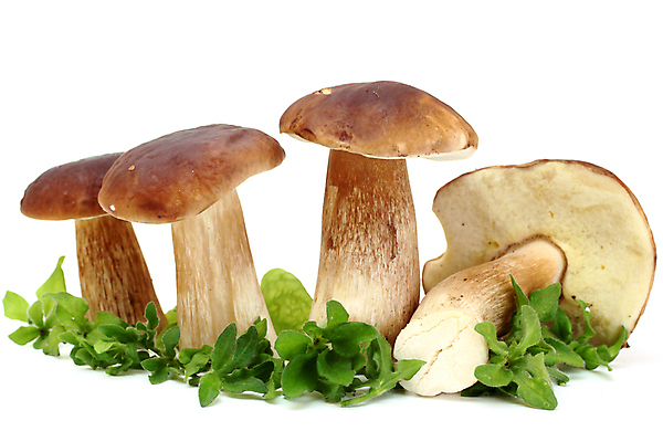 포토 JPG 해외이미지 식물 계절 음식 줄기 재료 자연 건강 사람없음 초록색 갈색 버섯 흙 가을 그룹 숲 작음 큼 날것 뿌리 그물버섯 숙성 식용 채식주의자 캡모자 해외202004 해외포토 모자_잡화 컬러 크기 생태계 채식 파일형식 이미지허브