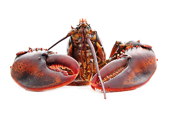 포토 JPG 해외이미지 동물 음식 포크 건강 갑각류 사람없음 빨간색 주방 신선 바닷가재 자르기 해산물 날것 내추럴 고립 집게발 생존 해외202004 해외포토 식기 컬러 모션 가재 파일형식 이미지허브