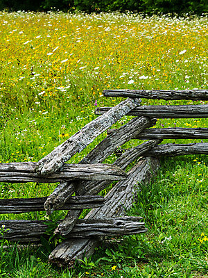포토 JPG 해외이미지 꽃 밭 자연 풍경 사람없음 내추럴 해외202004 해외포토 식물 농업 생태계 파일형식 이미지허브