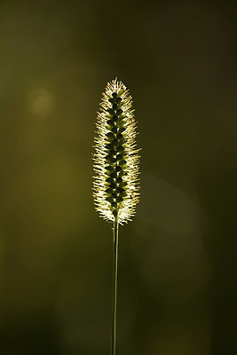 포토 JPG 해외이미지 백그라운드 밭 자연 사람없음 초록색 여름 햇빛 닫기 저녁 해외202004 해외포토 계절 컬러 농업 모션 태양 야간 생태계 파일형식 이미지허브