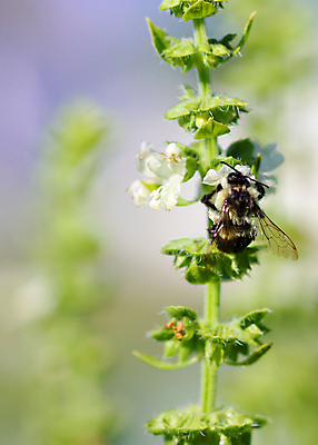 포토 JPG 해외이미지 식물 꽃잎 꽃 야생동물 분홍색 곤충 잎 꽃무늬 자연 사람없음 야외 초록색 노란색 정원 흰색 먹기 수유 해외202004 해외포토 동물 컬러 무늬 모션 생태계 파일형식 이미지허브