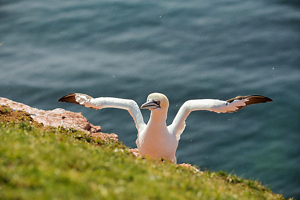 포토 JPG 해외이미지 동물 유럽 야생동물 바다 섬 포즈 캐나다 날개 자연 조류 영국 잉글랜드 독일 사람없음 야외 물 파란색 노란색 머리 프랑스 흰색 둥지 저녁 사자 망토 묘사 꼬리 부리 북쪽 대서양 계산서 내추럴 동물상 식민지 해외202004 해외포토 자연요소 나라 컬러 북아메리카 포유류 신체부위 조형물 야간 방향 생태계 파일형식 이미지허브